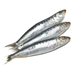 Resultado de imagen para sardinas
